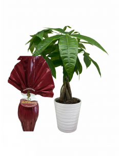 Papà  goloso granata