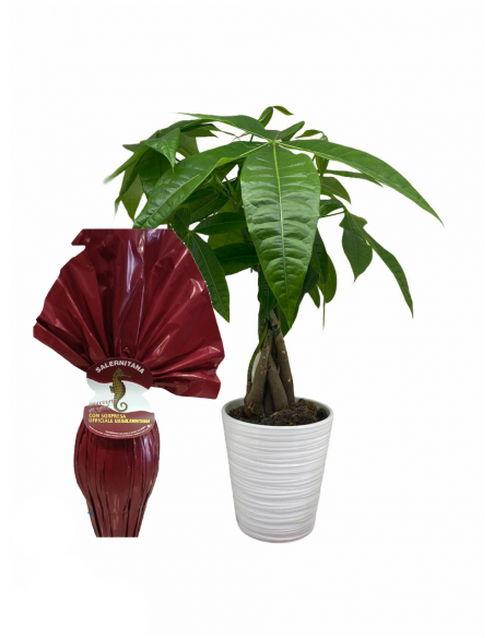 Papà  goloso granata