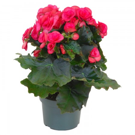 Begonia fiore grande