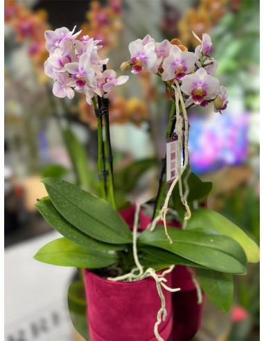 ORCHIDEA IN BOX