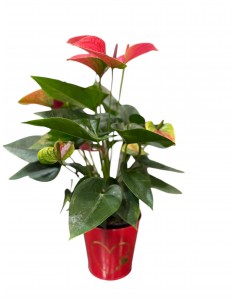 Anthurium Rosso