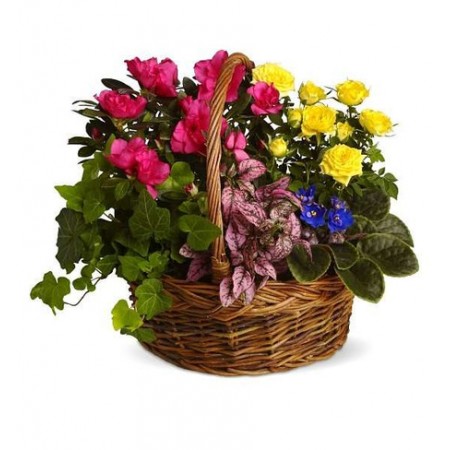 Composizione piante più azalea