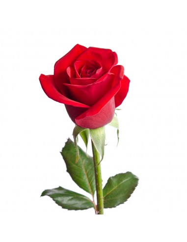 FASCIO ROSE ROSSE