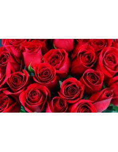 Fascio di Rose Rosse