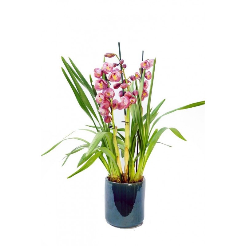 Cymbidium