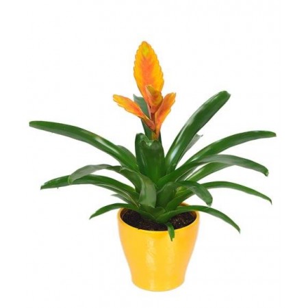 Vriesea Yellow