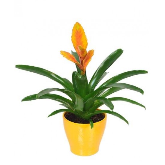 Vriesea Yellow