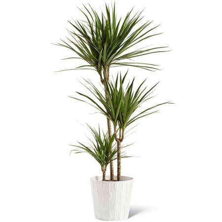 Dracena Green