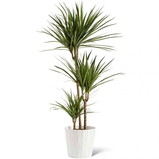 Dracena Green