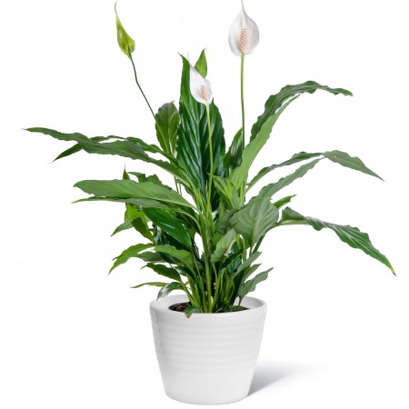 Spathiphyllum Classic