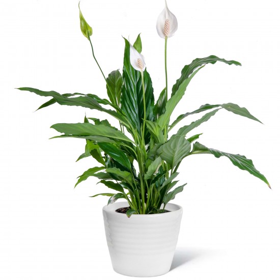 Spathiphyllum Classic