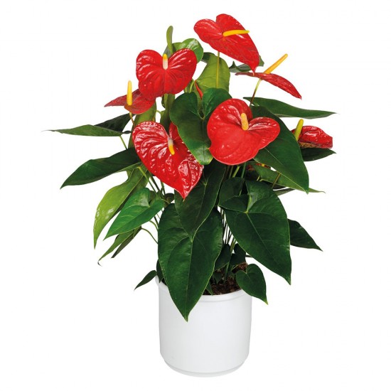 Athurium Red passion