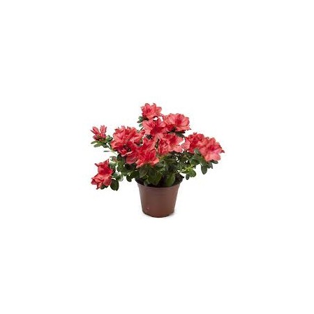 Azalea Mamma