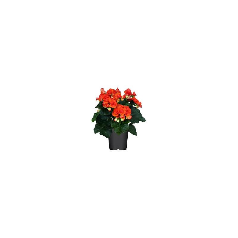 Begonia arancio