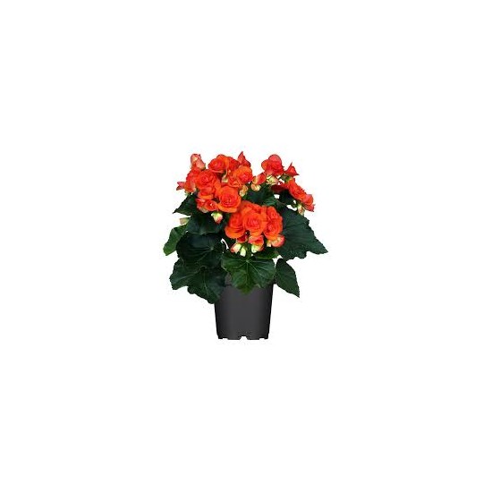 Begonia arancio